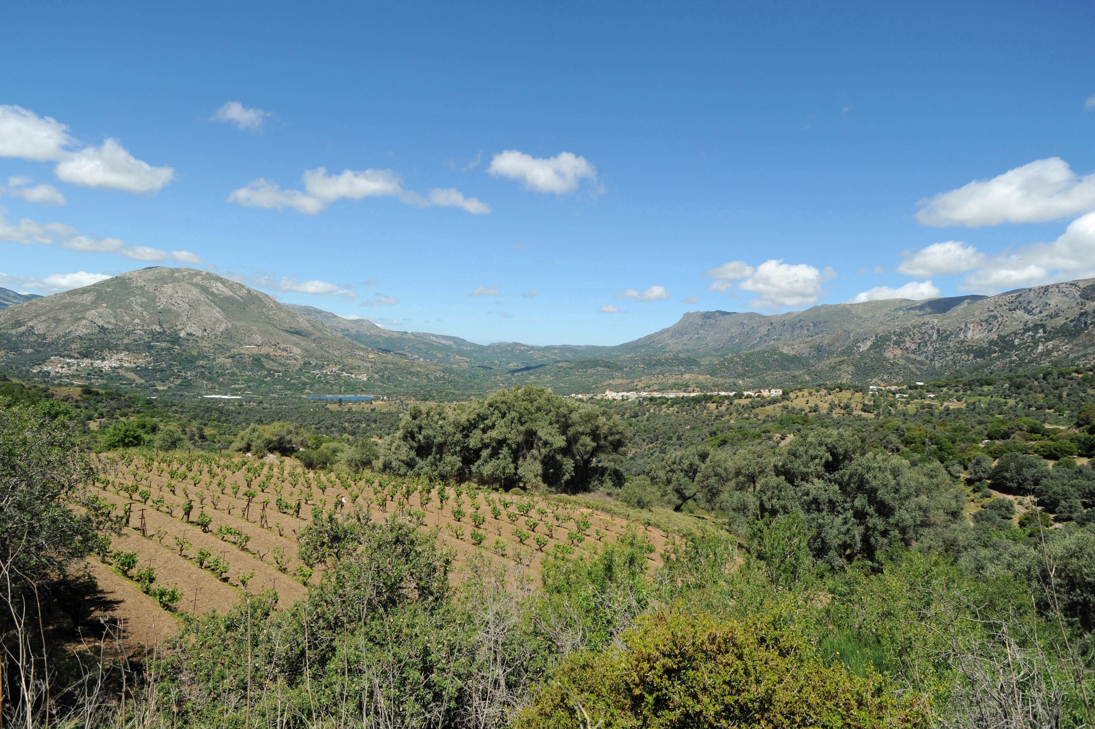 A vineyard with rows of grapevines, rolling hills, and a mountainous backdrop.