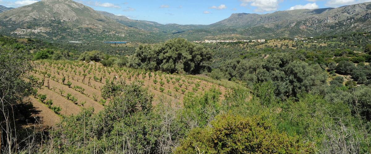 A vineyard with rows of grapevines, rolling hills, and a mountainous backdrop.