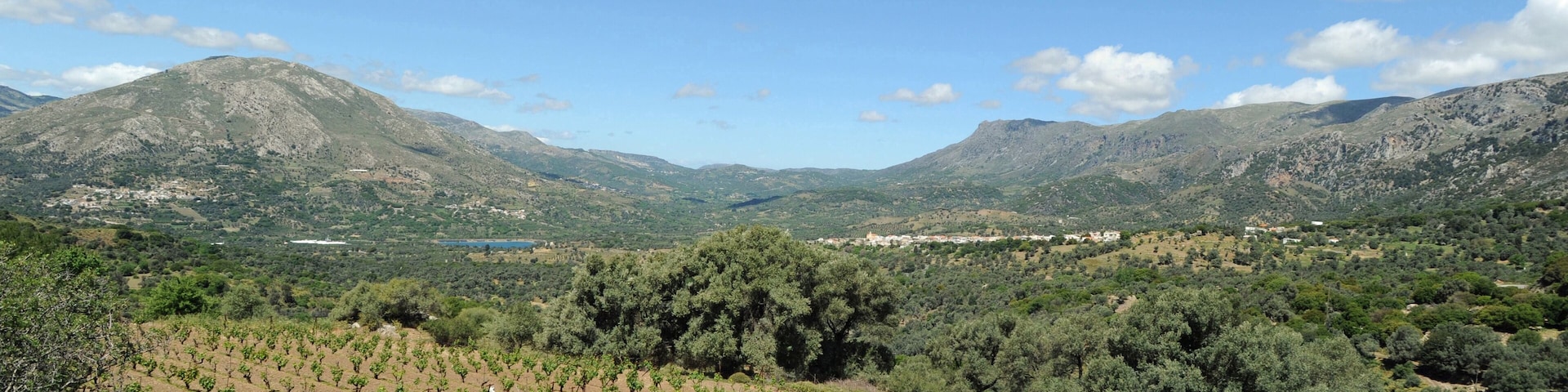 A vineyard with rows of grapevines, rolling hills, and a mountainous backdrop.