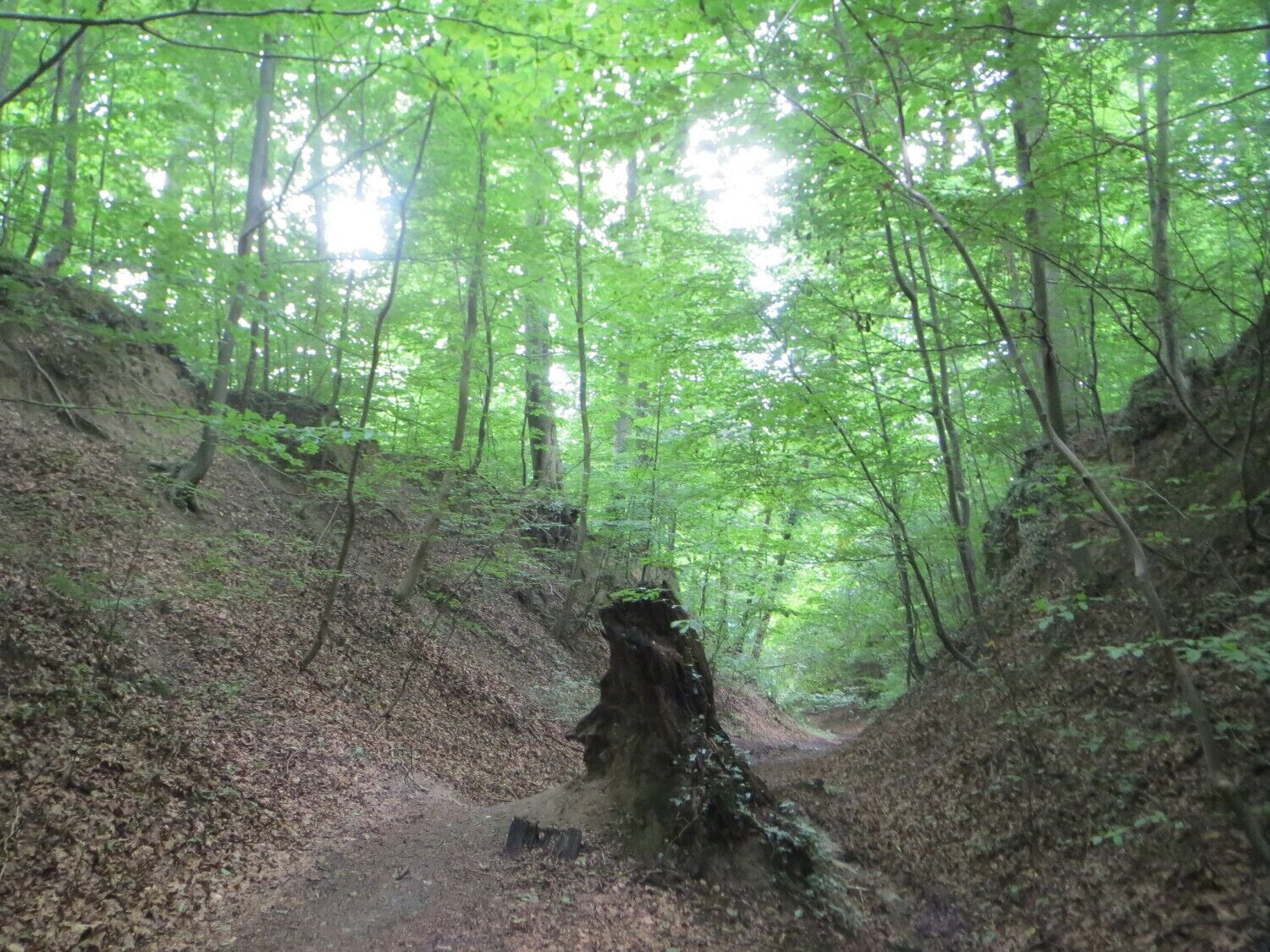 Weiße Hohle bei Nußloch, ein für den Kraichgau typischer Hohlweg im Löß mit bis zu 6 Meter hohen Seitenwänden, vermutlich auf die Römerzeit zurückgehend