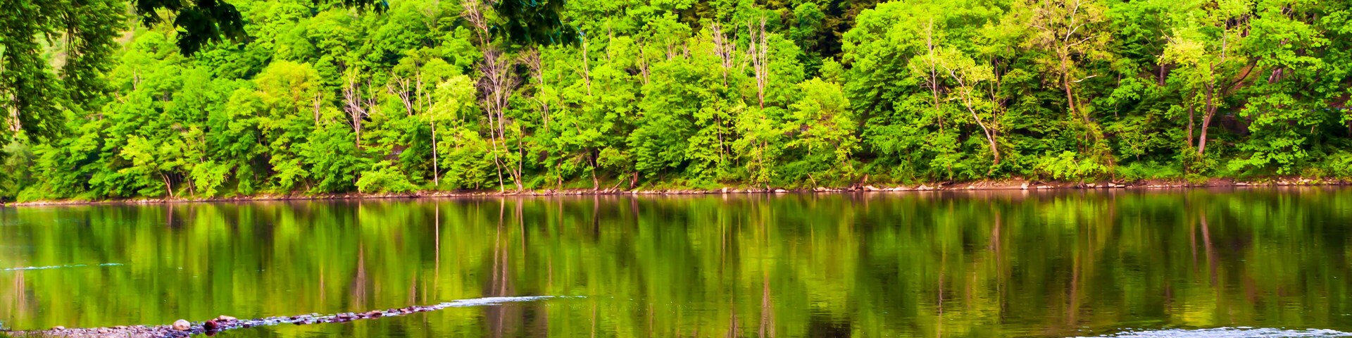 Rocks protruding into the Allegheny river in Althom, Pennsylvania, USA in the north west corner of the state with the far bank being part of the Allegheny National Forest