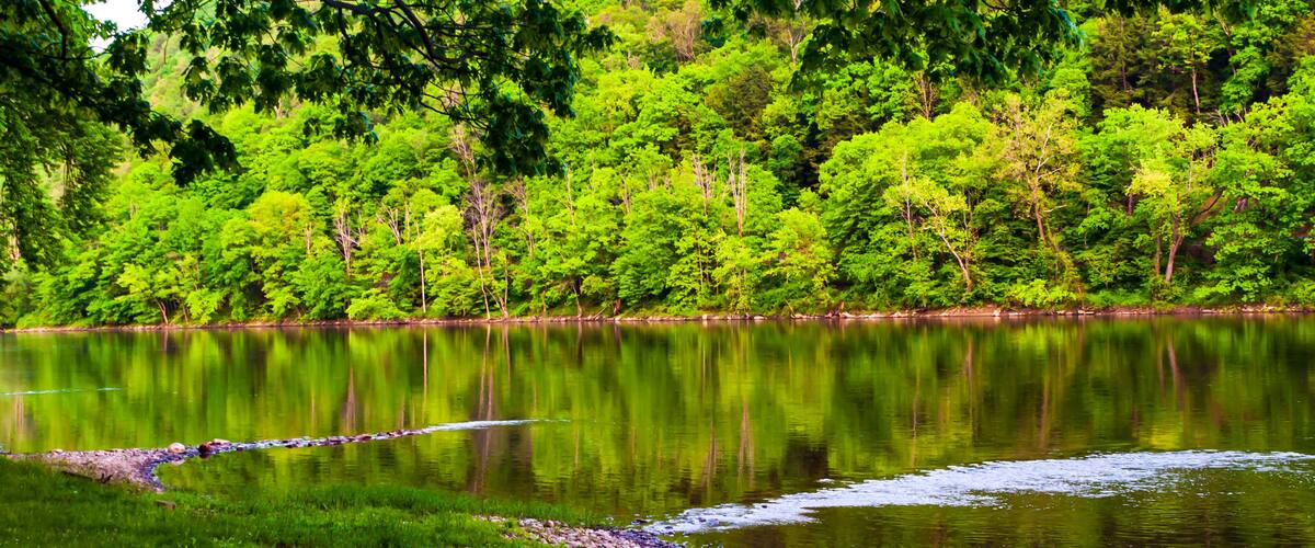 A calm lake surrounded by dense green trees.