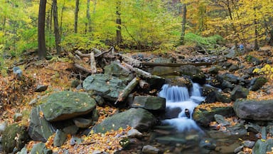 A waterfall in a forest with autumn leaves and rocks.