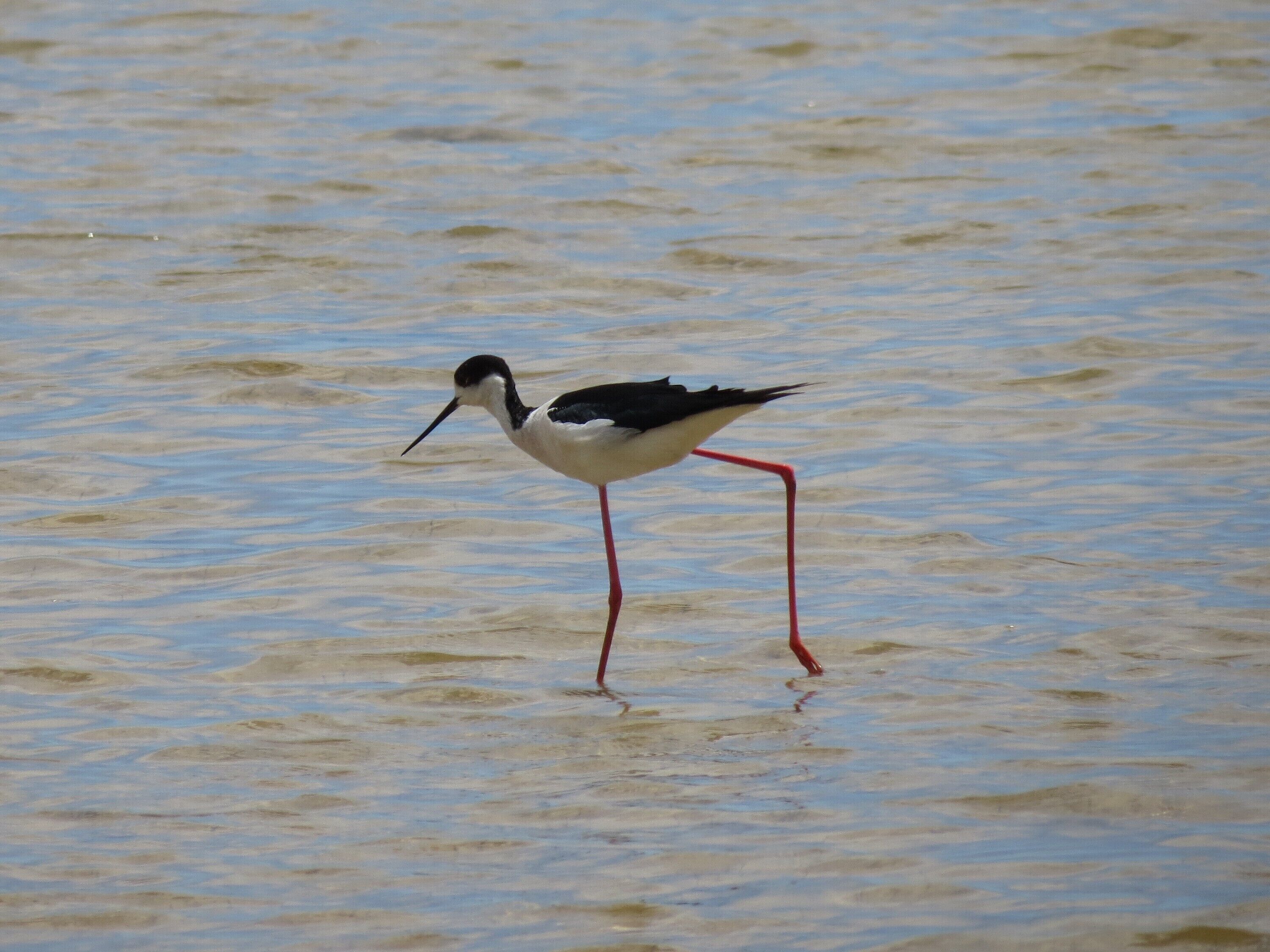 Himantopus himantopus (Linnaeus, 1758), Black-winged Stilt, Ebro Delta, Spain, 18 May 2013