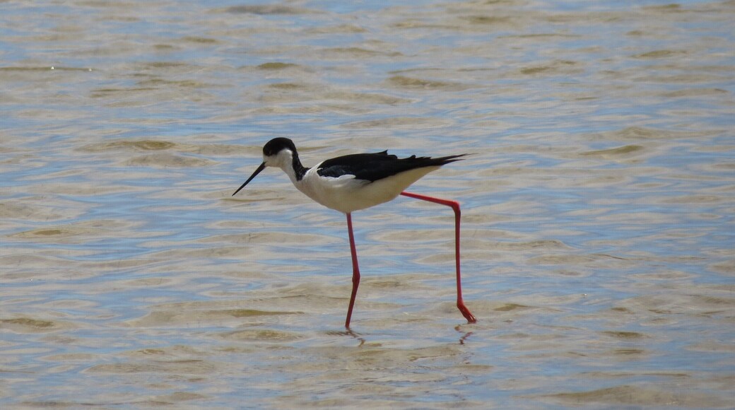 Himantopus himantopus (Linnaeus, 1758), Black-winged Stilt, Ebro Delta, Spain, 18 May 2013