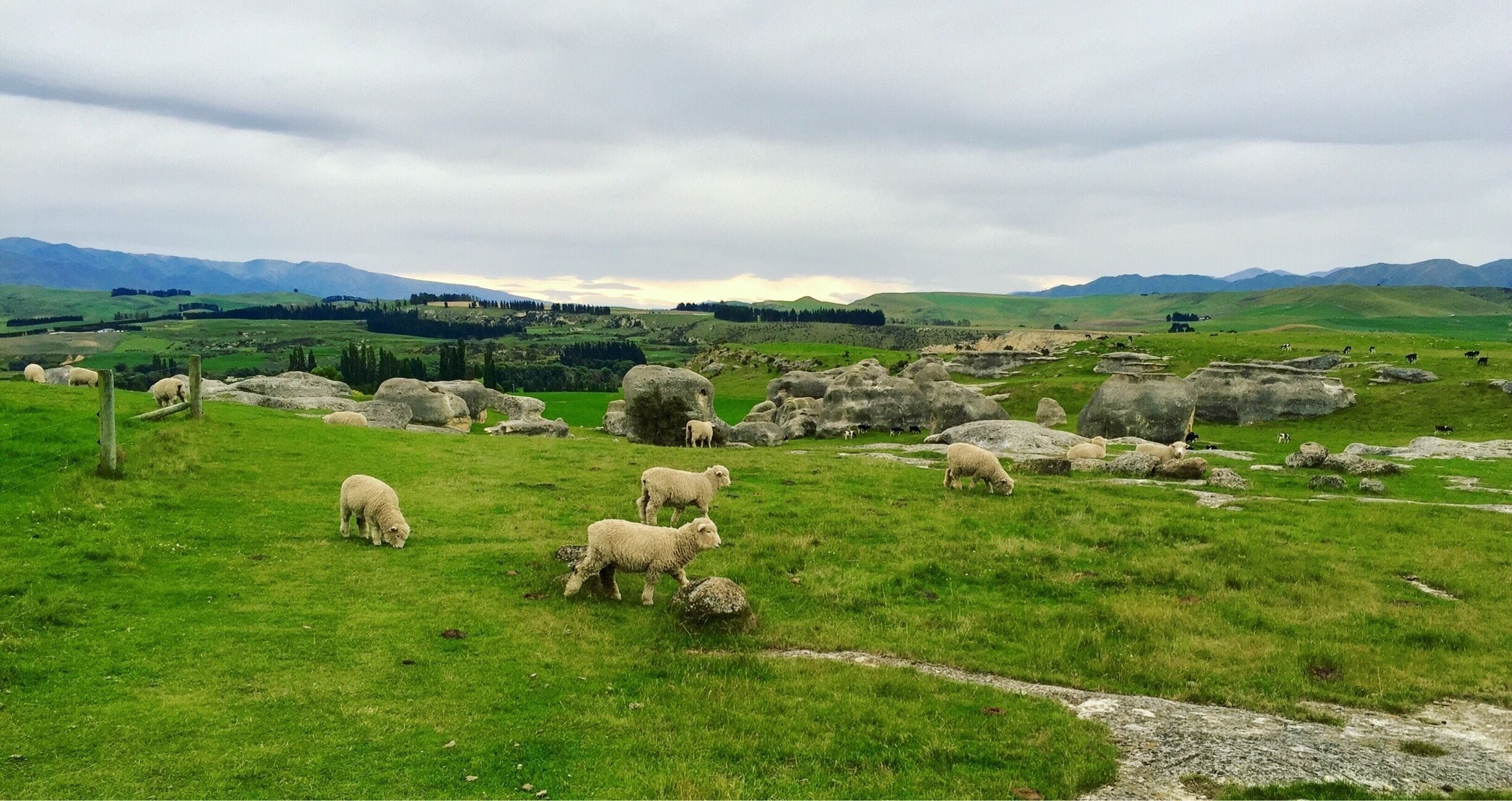 A grassy field with sheep grazing and large rocks scattered throughout.