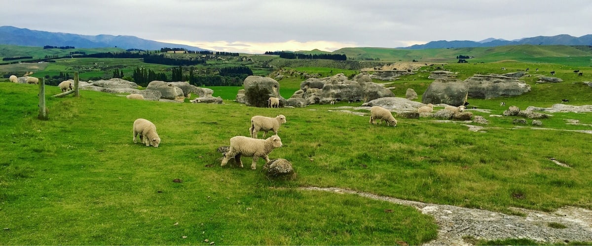 A grassy field with sheep grazing and large rocks scattered throughout.