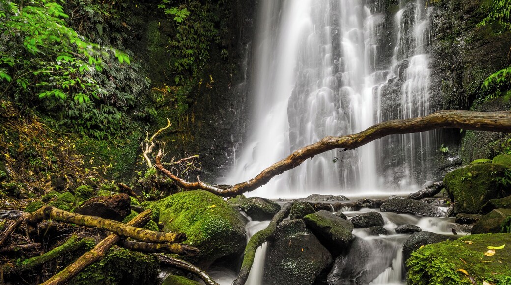 This beautiful waterfall is found in the Catlins and is an easy walk to get to. When you reach a fork in the path, take the one that goes down to get to this waterfall. Alternatively, if you would like to see another waterfall above this one, check my profile out to see the Horseshoe Falls!