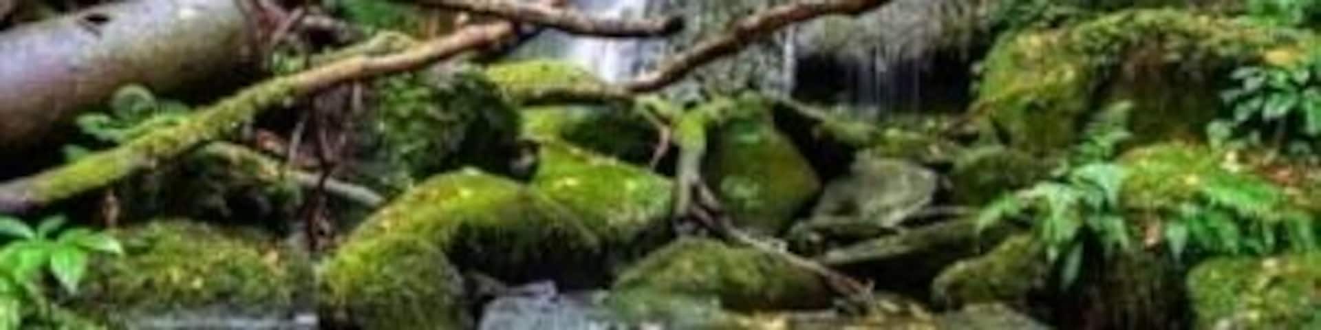 A waterfall in a forested area with moss-covered rocks and a stream.