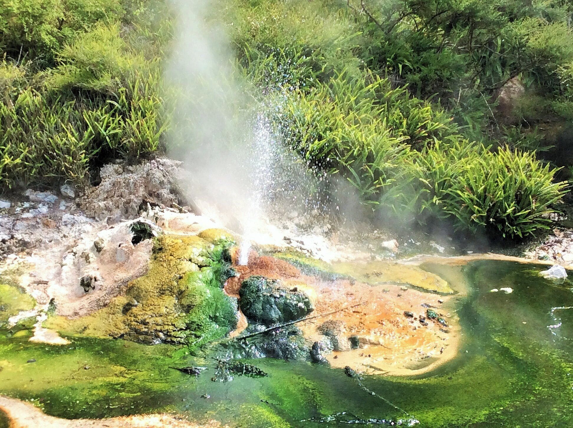 A geothermal area with a hot spring emitting steam, surrounded by green vegetation.