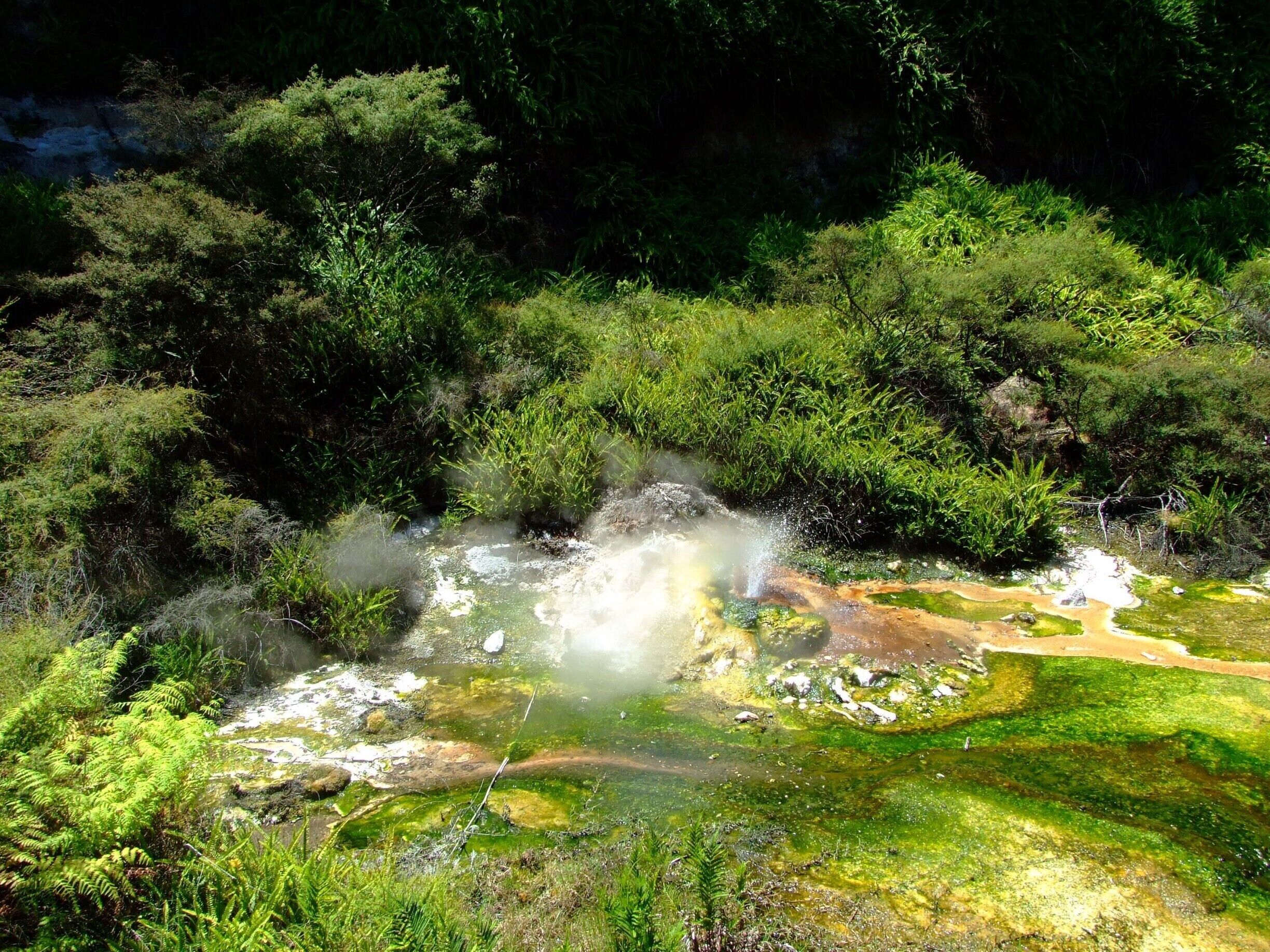 The margins of Waimangu Stream from Frying Pan Lake to east of Inferno Crater are covered with delicate silica formations and colourful mineral deposits containing traces of arsenic, molybdenum, antimony, and tungsten, while the stream bed is home to blue-green algae and filamentous colonies of the photosynthetic bacterium Chloroflexus aurantiacus in a range of colours from bright green to orange. In the midst of this area is the picturesque Bird's Nest Terrace, a delicate silica terrace with the small volcano-shaped Bird's Nest Spring atop continuously erupting near boiling-hot water about 1 metre (3 ft) high. 