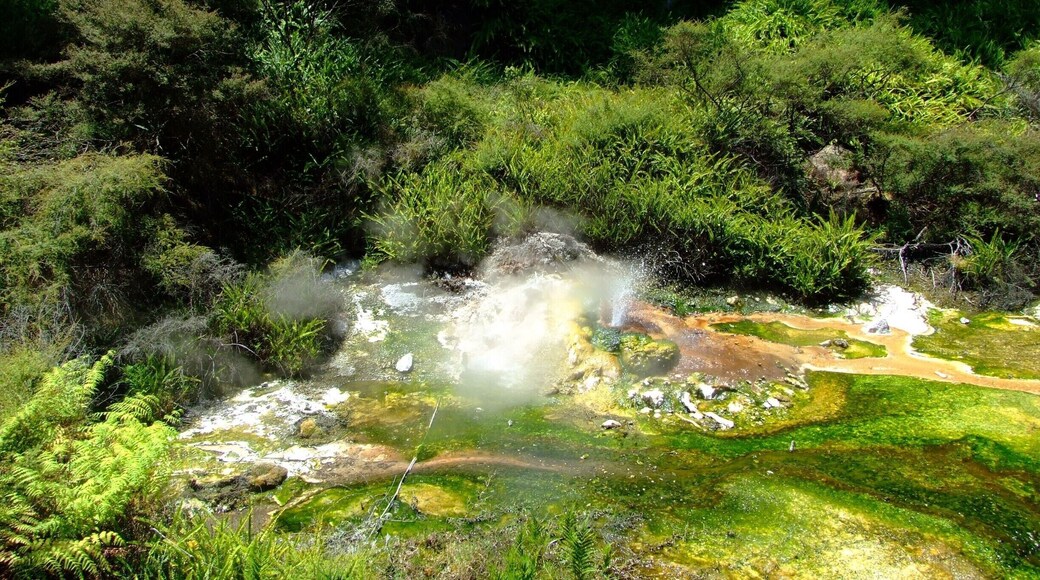 The margins of Waimangu Stream from Frying Pan Lake to east of Inferno Crater are covered with delicate silica formations and colourful mineral deposits containing traces of arsenic, molybdenum, antimony, and tungsten, while the stream bed is home to blue-green algae and filamentous colonies of the photosynthetic bacterium Chloroflexus aurantiacus in a range of colours from bright green to orange. In the midst of this area is the picturesque Bird's Nest Terrace, a delicate silica terrace with the small volcano-shaped Bird's Nest Spring atop continuously erupting near boiling-hot water about 1 metre (3 ft) high.