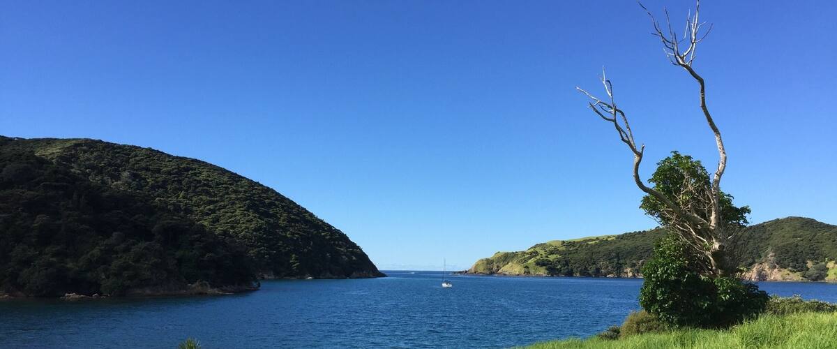A coastal landscape with a clear blue sky, a grassy foreground, and a small tree.