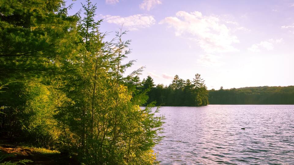A lake surrounded by dense green trees and a clear sky.