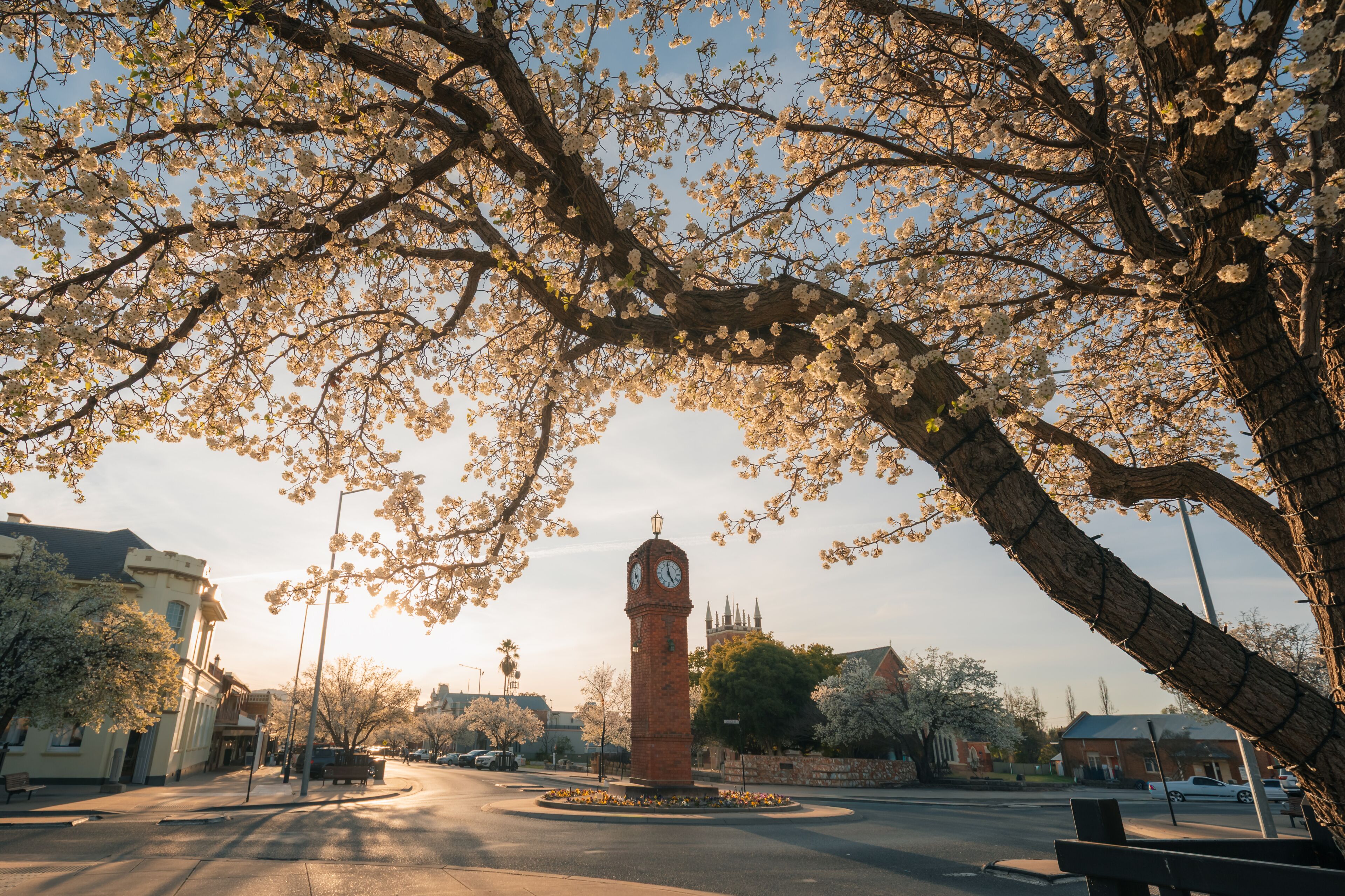 The Clock Tower in the centre of Mudgee NSW with trees blossoming in spring
