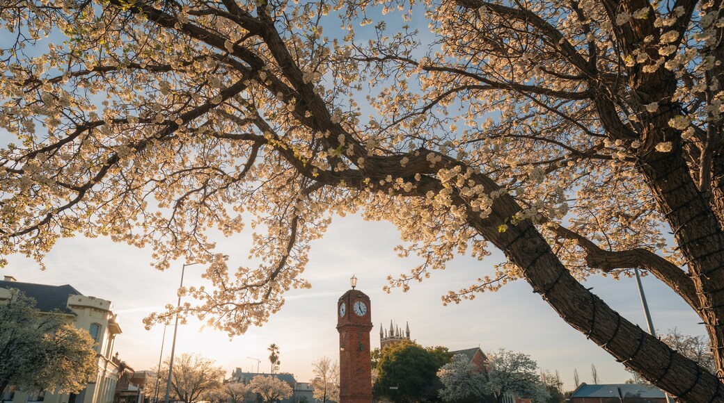 The Clock Tower in the centre of Mudgee NSW with trees blossoming in spring