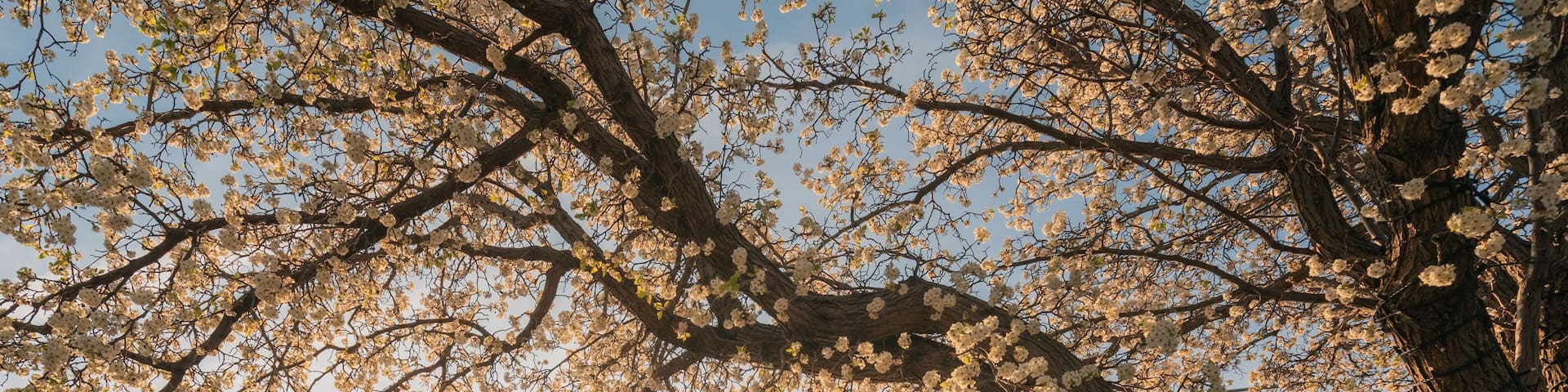A clock tower surrounded by blooming trees in a town square.