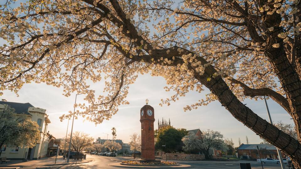 The Clock Tower in the centre of Mudgee NSW with trees blossoming in spring