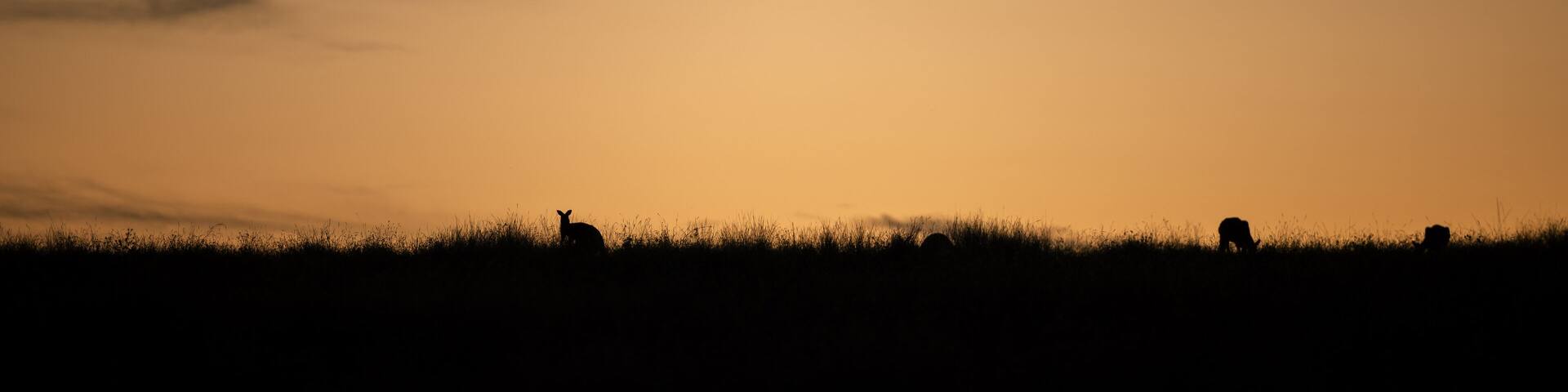 Australian kangaroo silhouette banner