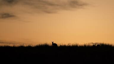 Australian kangaroo silhouette banner