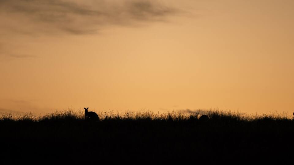 Australian kangaroo silhouette banner