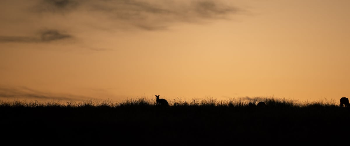 Silhouettes of animals against a sunset sky.