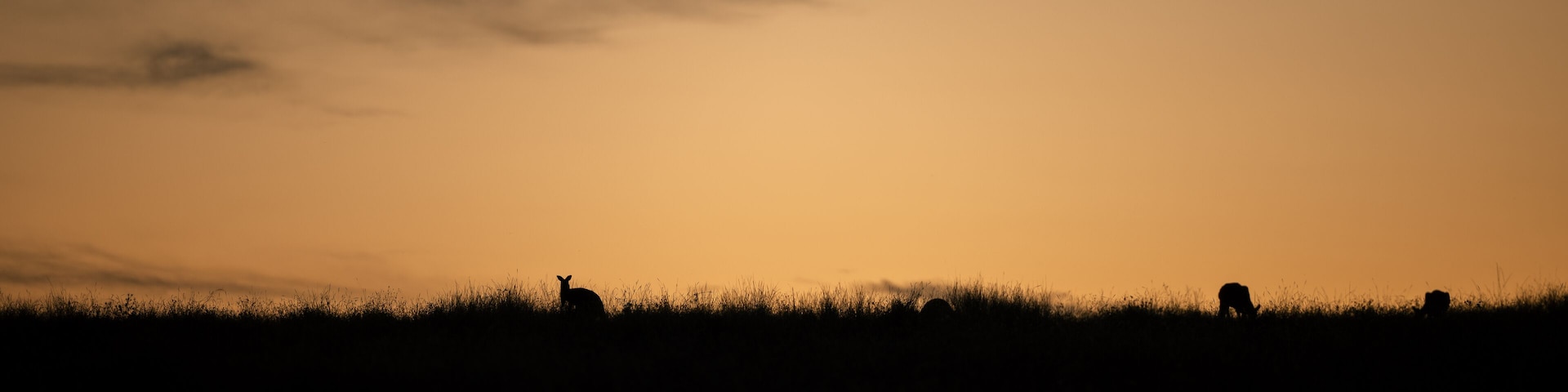 Silhouettes of animals against a sunset sky.