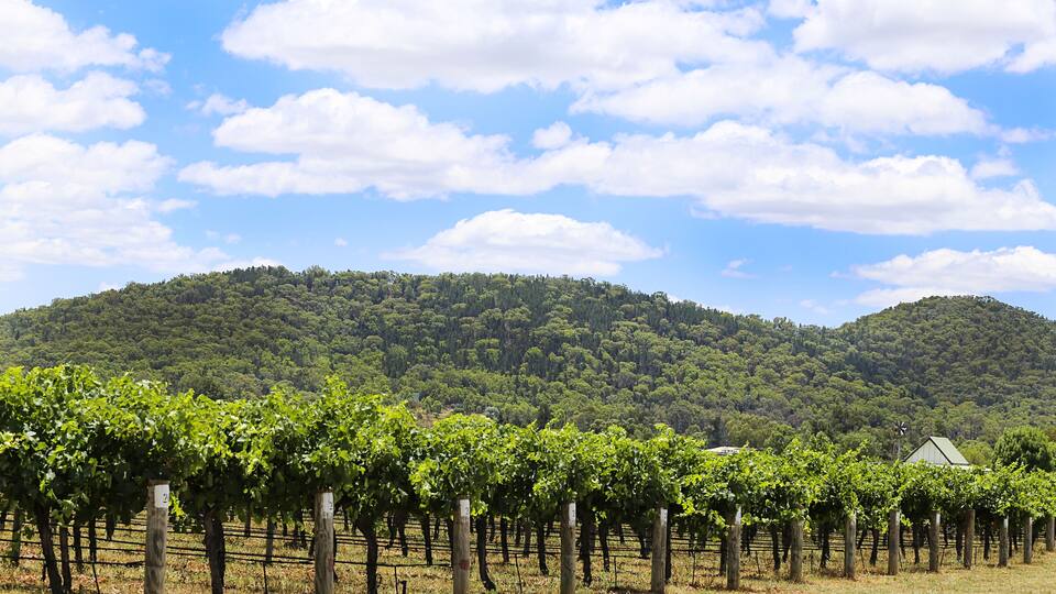 Vineyard in Mudgee, Australia, Shutterstock ID 564618640, Purchase Order: SP-1822 ANZ-18120 Wotif Search Engine - Destination Imagery, Order Number: , Client/Licensee: Wotif, Other: