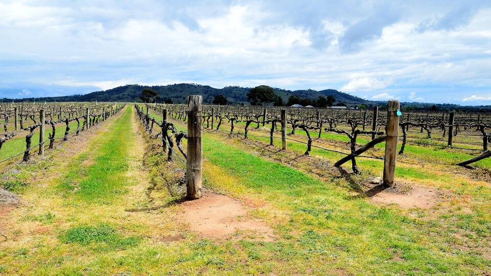 R4F4RK In the region of Mudgee, Australia. Beautiful view of growing vines during a dry spring. Contrasting colors with threatening cloudy sky and mountains