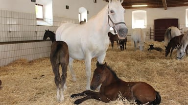 Stopped at the Lipannzaner breeding farm .... Colts born brown and change to white at two years old