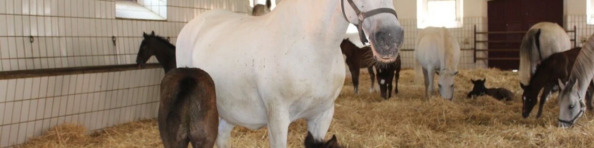 Stopped at the Lipannzaner breeding farm .... Colts born brown and change to white at two years old