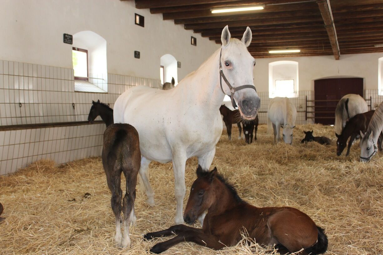 A stable with horses and a foal.