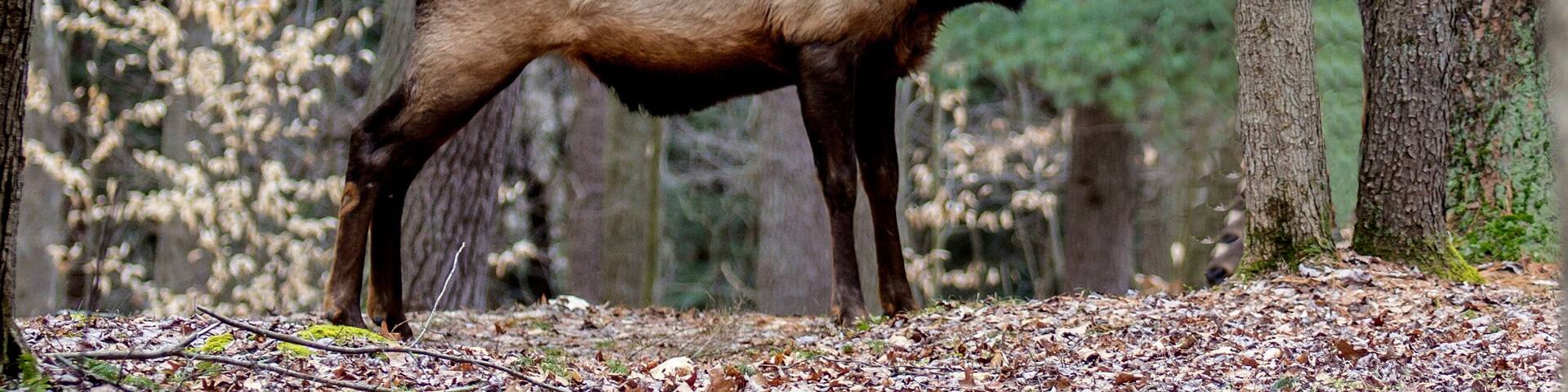 Bull elk – Photographed in Elk State Forest, Elk County, Benezette, Pennsylvania