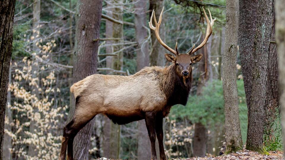 Bull elk – Photographed in Elk State Forest, Elk County, Benezette, Pennsylvania