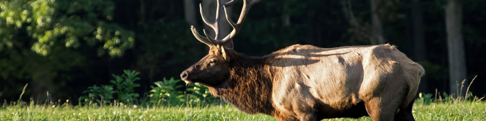 Male elk in the fall of the year during rutting season in late day sun. PA is home to the largest free roaming elk herd in Northeastern United States. They can be heard bugling during the rut.