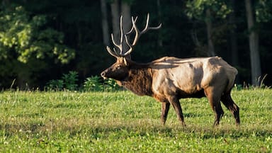 Male elk in the fall of the year during rutting season in late day sun. PA is home to the largest free roaming elk herd in Northeastern United States. They can be heard bugling during the rut.