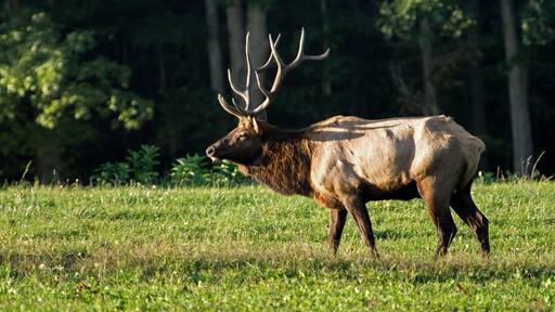 Male elk in the fall of the year during rutting season in late day sun. PA is home to the largest free roaming elk herd in Northeastern United States. They can be heard bugling during the rut.