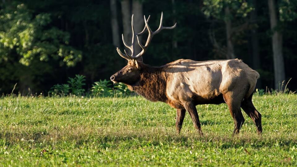 Male elk in the fall of the year during rutting season in late day sun. PA is home to the largest free roaming elk herd in Northeastern United States. They can be heard bugling during the rut.
