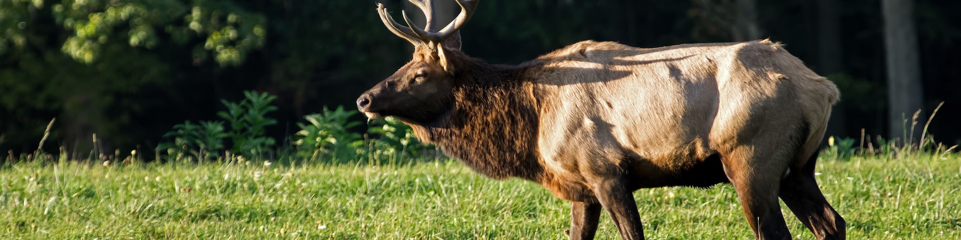 Male elk in the fall of the year during rutting season in late day sun. PA is home to the largest free roaming elk herd in Northeastern United States. They can be heard bugling during the rut.