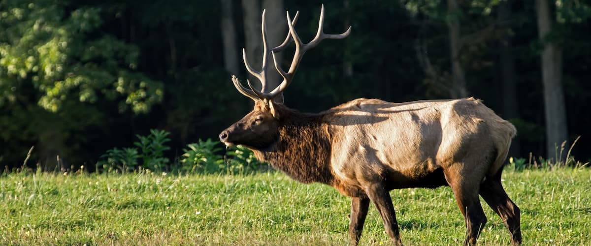 A large elk in a grassy field with trees in the background.
