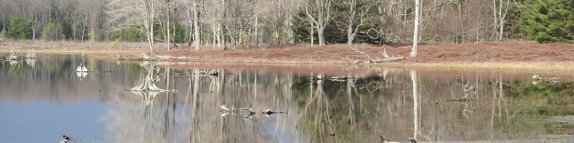 The beautiful scenery of the Beaver Run Dam Wildlife Viewing Area, in the Quehanna Wild Area, Moshannon State Forest, Weedville, Elk County, Pennsylvania.