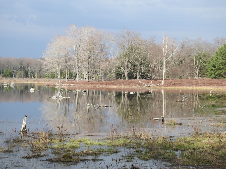The beautiful scenery of the Beaver Run Dam Wildlife Viewing Area, in the Quehanna Wild Area, Moshannon State Forest, Weedville, Elk County, Pennsylvania.