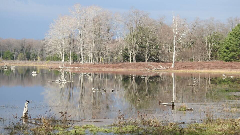 The beautiful scenery of the Beaver Run Dam Wildlife Viewing Area, in the Quehanna Wild Area, Moshannon State Forest, Weedville, Elk County, Pennsylvania.
