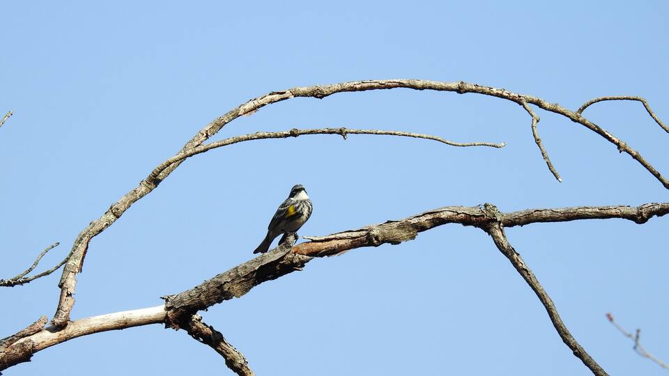 A yellow-rumped warbler perched on a branch, in the Beaver Run Dam Wildlife Viewing Area, Weedville, Pennsylavania.