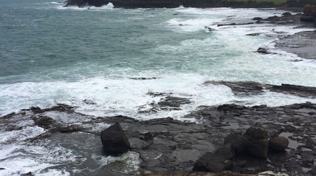 Curio Bay, The Catlins