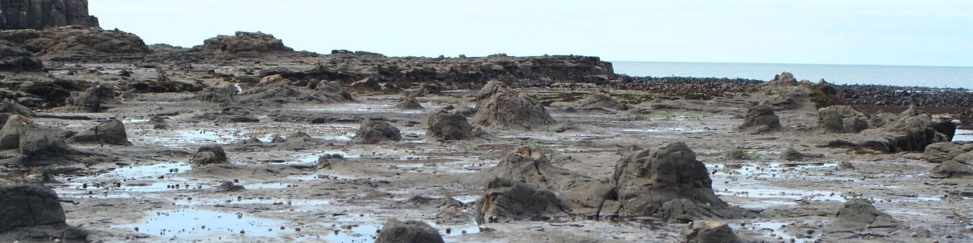 The petrified forest at Curio Bay. It's just a small town with one attraction. Here you can see the forest at low tide. In the evening you can spot some yellow eyed penguins. There is also a very nice beach.