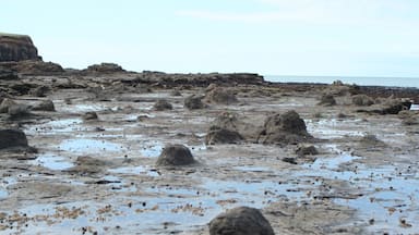 The petrified forest at Curio Bay. It's just a small town with one attraction. Here you can see the forest at low tide. In the evening you can spot some yellow eyed penguins. There is also a very nice beach.