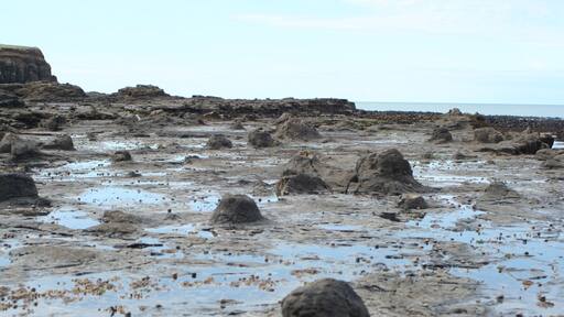 The petrified forest at Curio Bay. It's just a small town with one attraction. Here you can see the forest at low tide. In the evening you can spot some yellow eyed penguins. There is also a very nice beach.