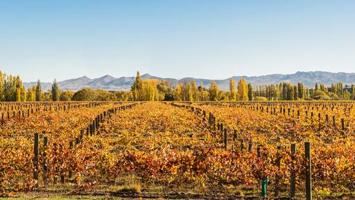 Panoramic of vineyards, Waipara, North Canterbury, New Zealand
