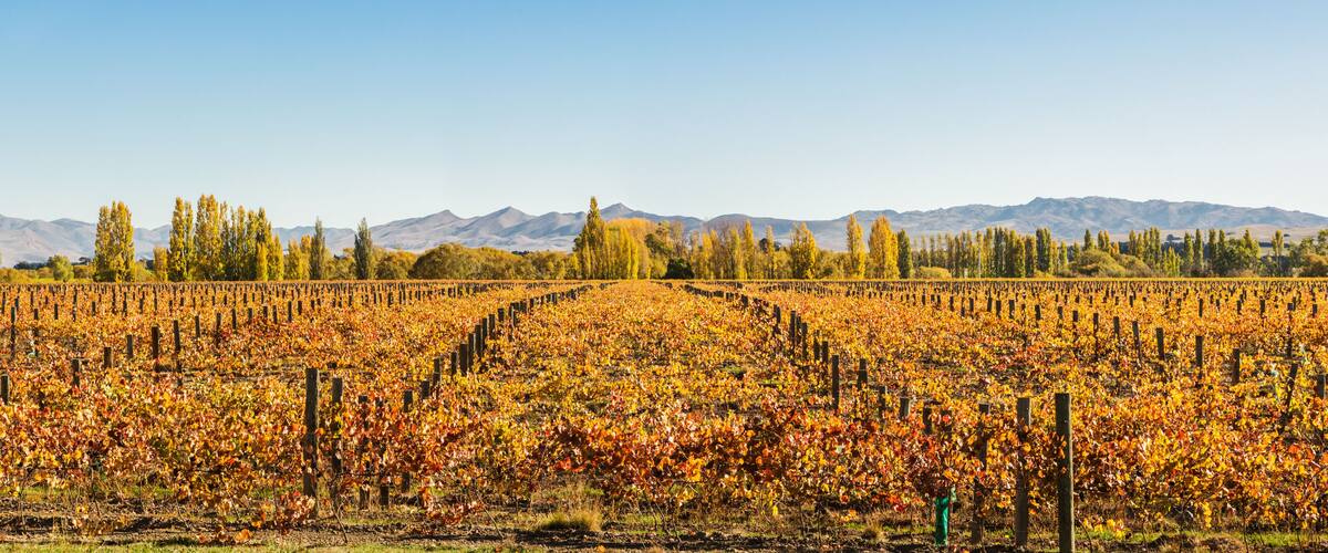 A vineyard with rows of grapevines against a backdrop of mountains.